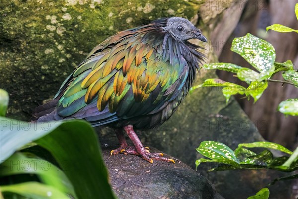 Nicobar pigeon