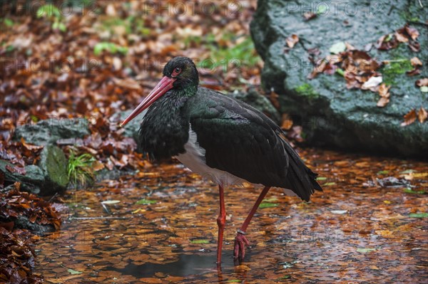 Black stork