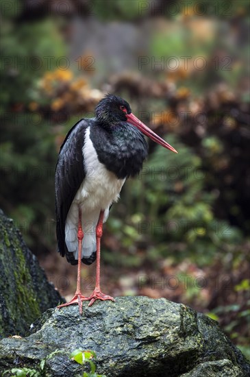 Black stork