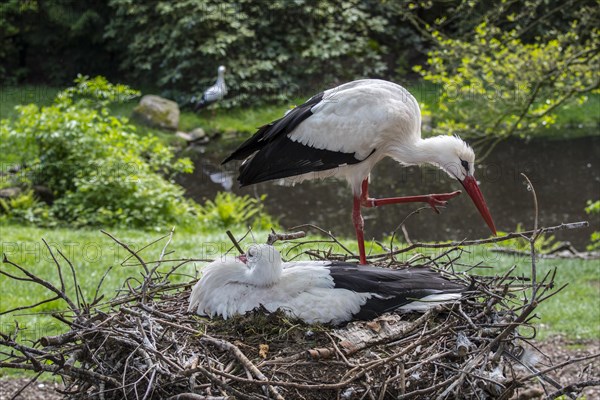 White stork