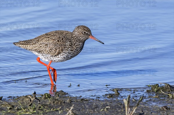 Common redshank