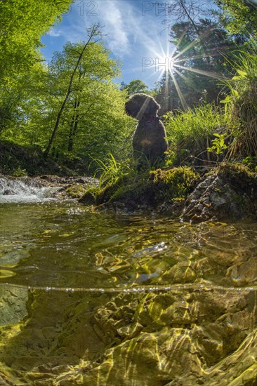 Underwater photo of a mountain stream in the Limestone Alps National Park with domestic dog Lagotto Romagnolo