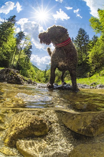 Underwater photo of a mountain stream in the Limestone Alps National Park with domestic dog Lagotto Romagnolo