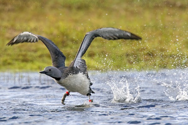 Ringed red-throated loon