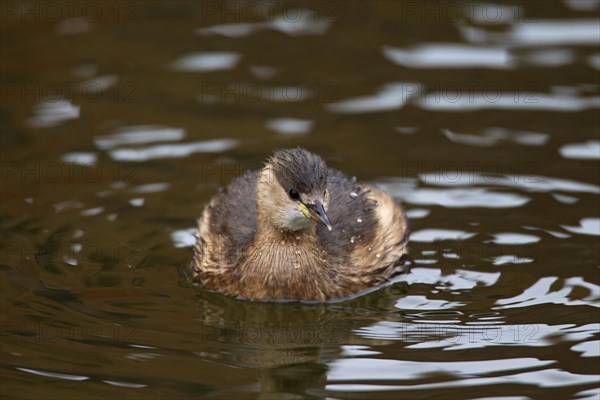 Little grebe