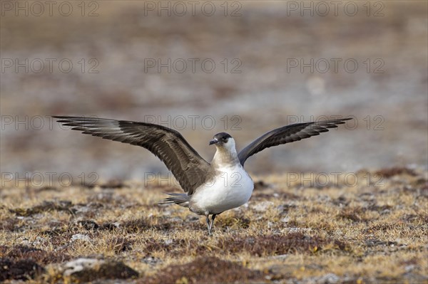 Arctic skua