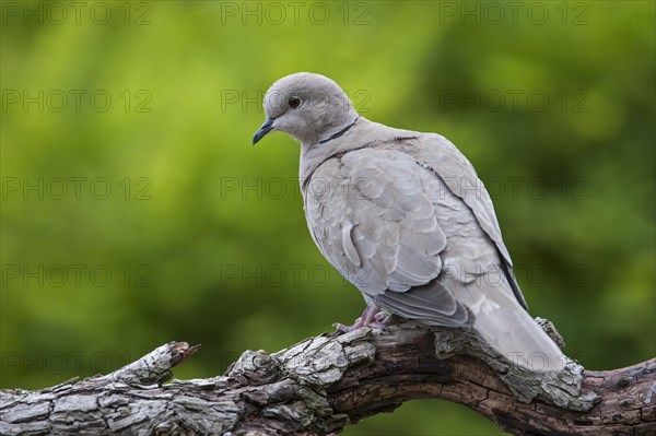 Eurasian Collared Dove