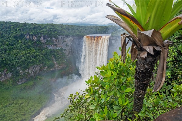 Kaieteur Falls on the Potaro River in the Kaieteur National Park