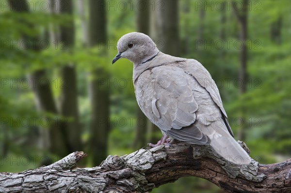 Eurasian collared dove