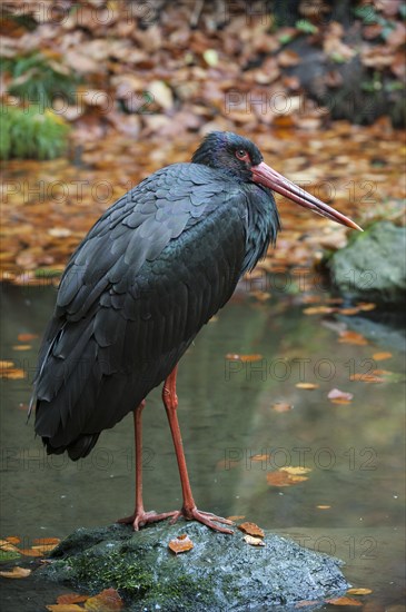 Black stork