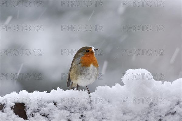 Robin