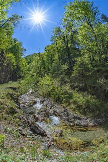 Mountain stream in the Kalkalpen National Park