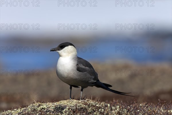 Long-tailed skua