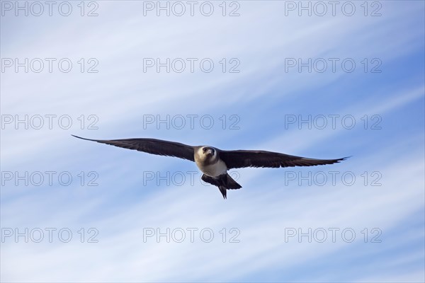 Arctic skua