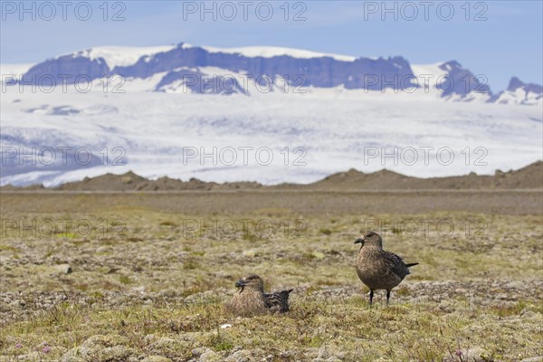 Great skua