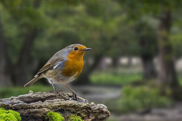 European robin