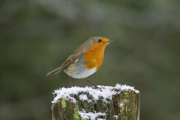 European robin