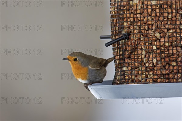 European robin