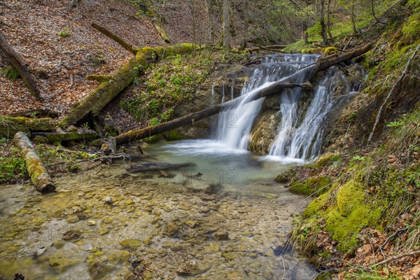 Forest stream with waterfall in the UNESCO World Heritage Beech Forest in the Limestone Alps National Park