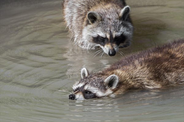 Common raccoon