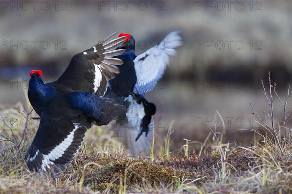 Black grouse