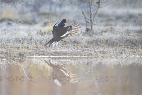 Black grouse