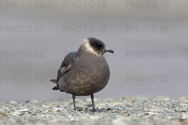 Arctic skua