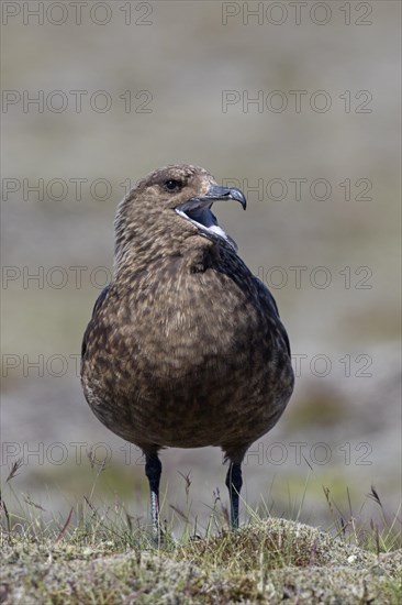 Great skua