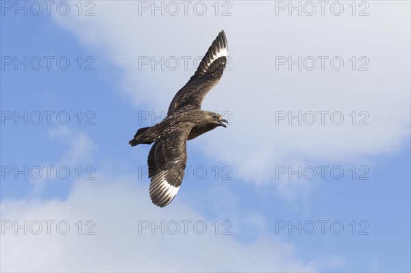 Great skua