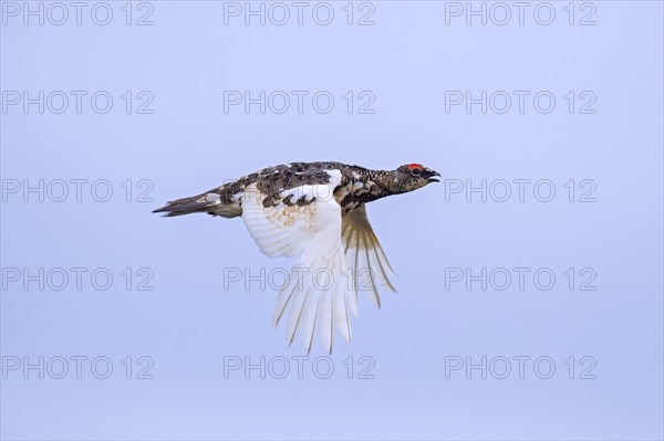 Icelandic rock ptarmigan