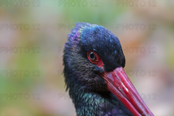 Black stork