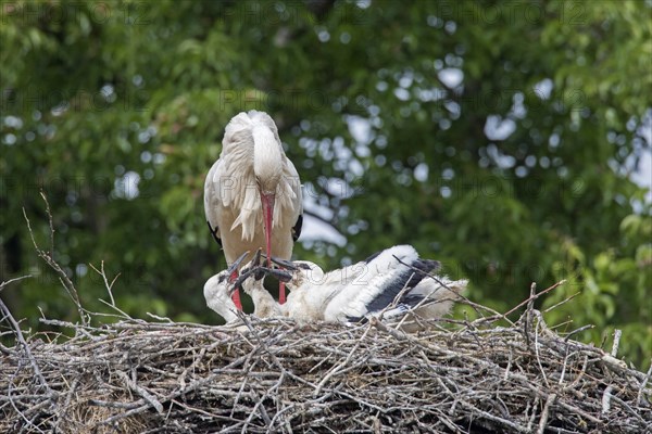 White storks