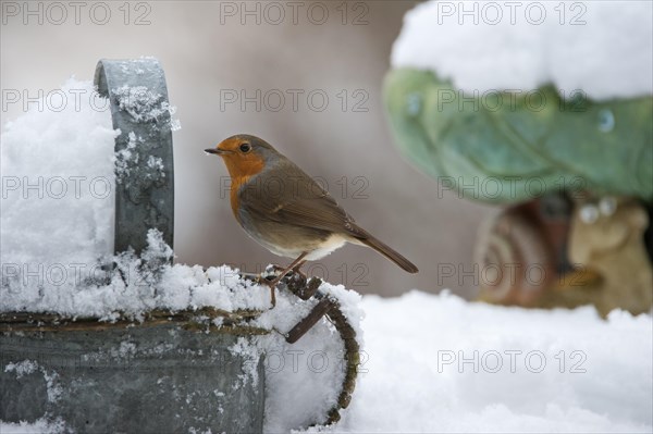 European Robin