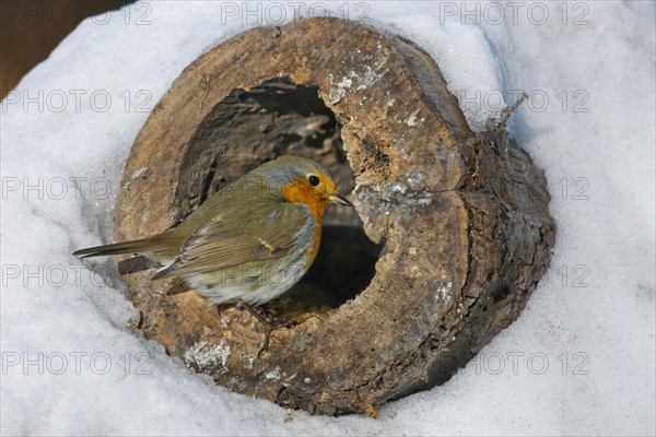 European robin