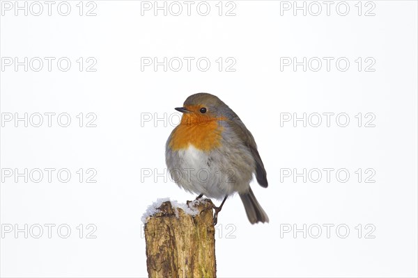 European robin