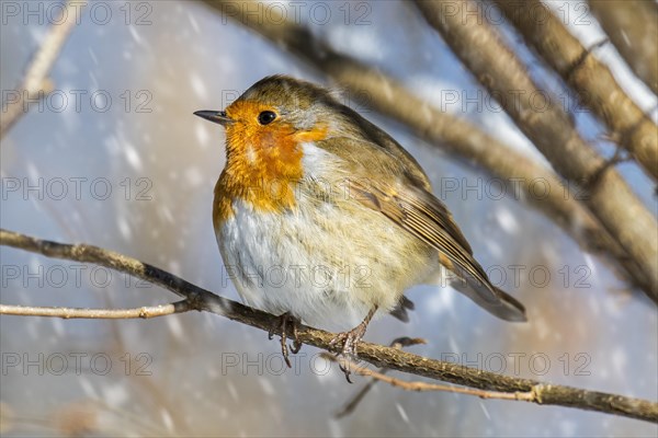 European robin