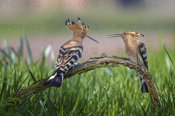 Hoopoe