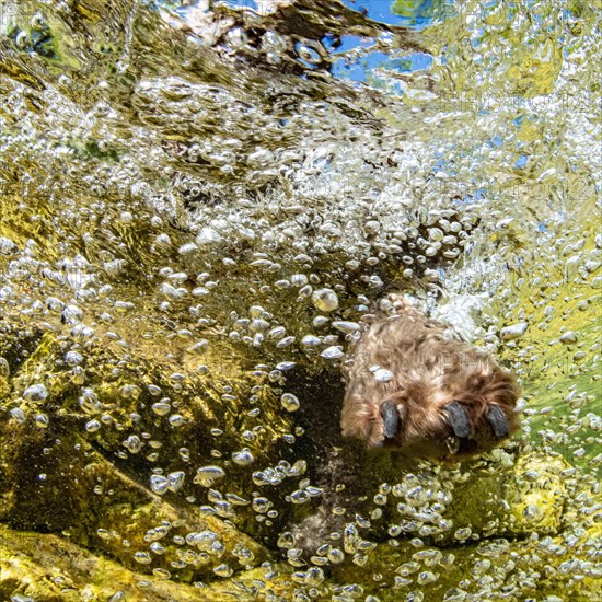 Dog's paw grabs air bubbles underwater