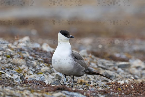 Ringed long-tailed skua