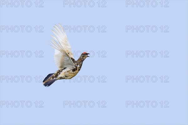 Calling Icelandic rock ptarmigan