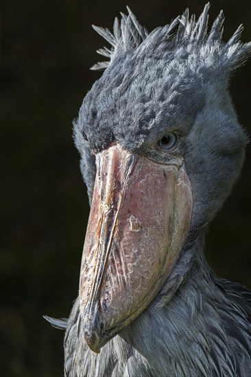 Close up portrait of shoebill