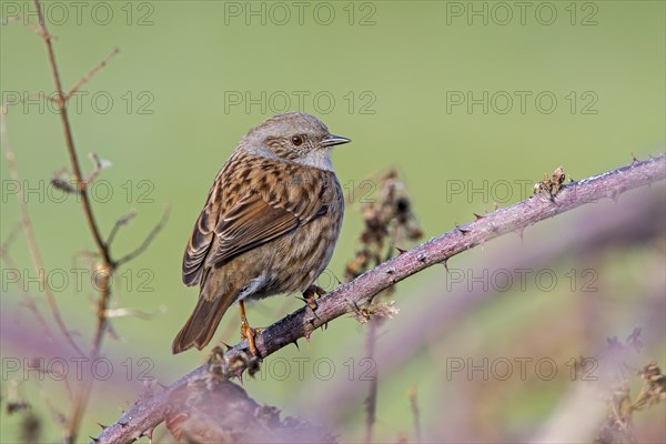 Dunnock