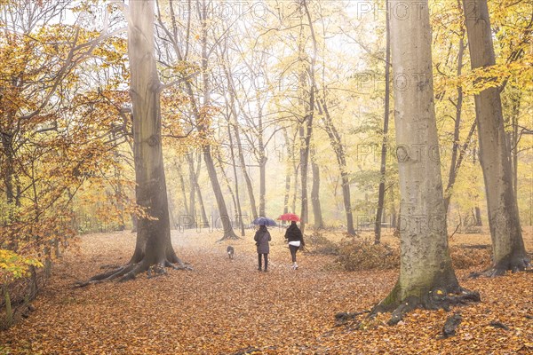 Two people with umbrellas walk with dogs through the Grunewald in Berlin