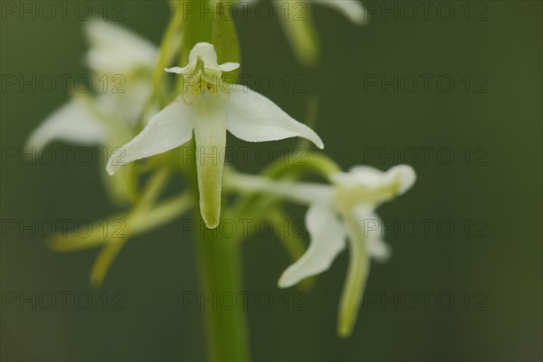 Lesser butterfly-orchid