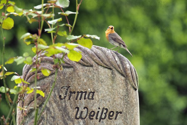 European robin