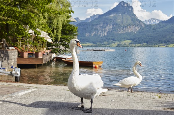 Mute Swan