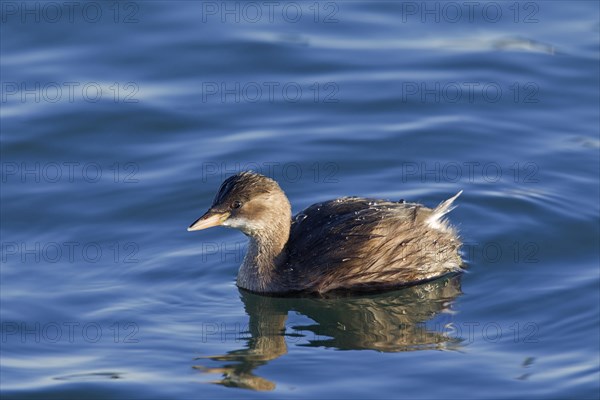 Little Grebe