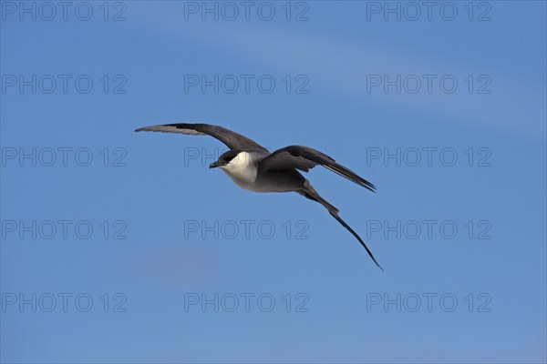 Long-tailed skua