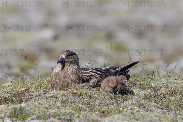 Great skua