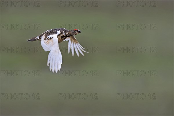 Icelandic rock ptarmigan